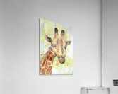 A little Giraffe Acrylic Print