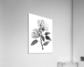Purple Roses Acrylic Print