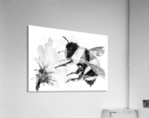 Bumble Bee collecting Pollen Acrylic Print