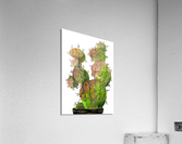 Big Old Stingy Cactus Acrylic Print