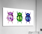 Three colorful Bugs Acrylic Print
