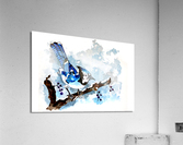 Blue Jay Winter Acrylic Print