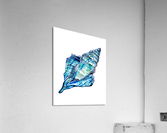 Blue Conch Sea Shell Acrylic Print
