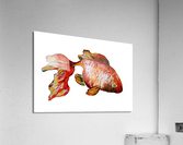 Red Goldfish Acrylic Print