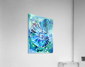 Turquoise Nautilus Acrylic Print