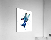 Blue Swallow Acrylic Print