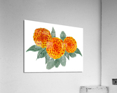 Orange Hydrangeas Acrylic Print