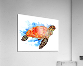 Red Sea Turtle Acrylic Print
