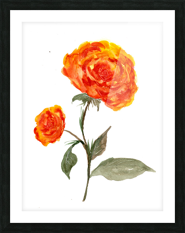 Orange Roses Picture Frame print