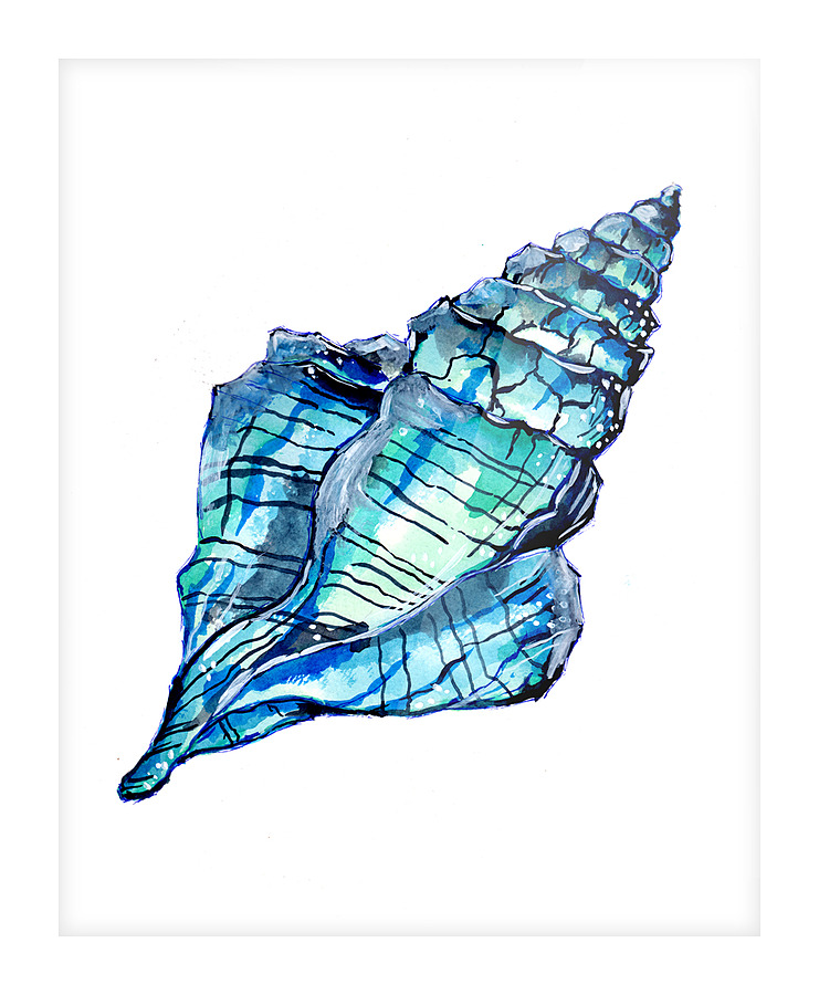 Blue Conch Sea Shell Picture Frame print