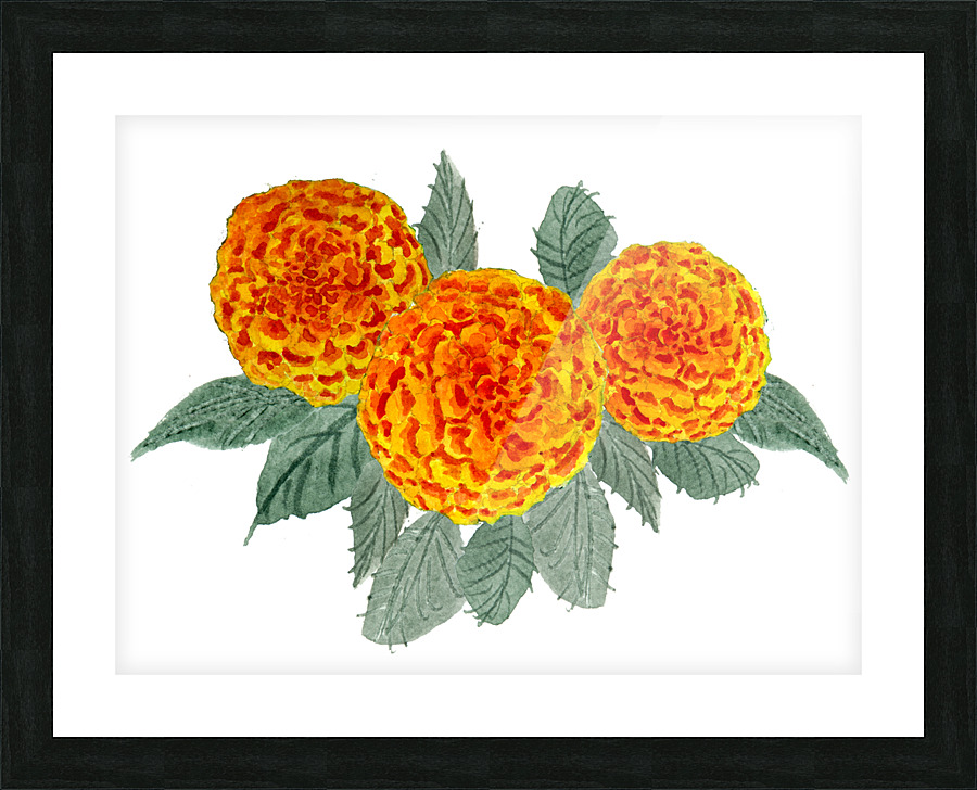 Orange Hydrangeas Picture Frame print