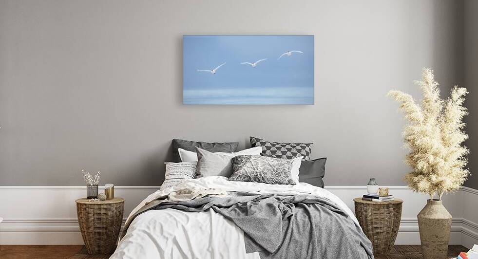 Trumpeter Swans_©BillDiersPhoto:2022 by ©Bill Diers Photography