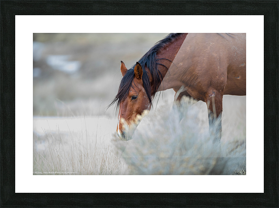 G56A7257 Picture Frame print