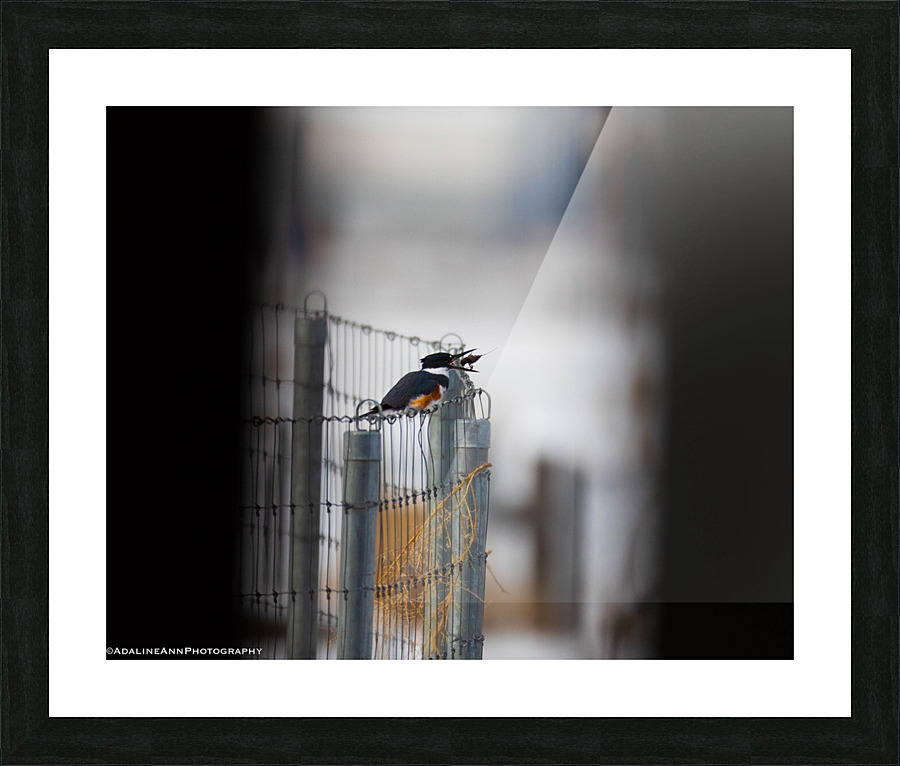 G56A8175 Picture Frame print