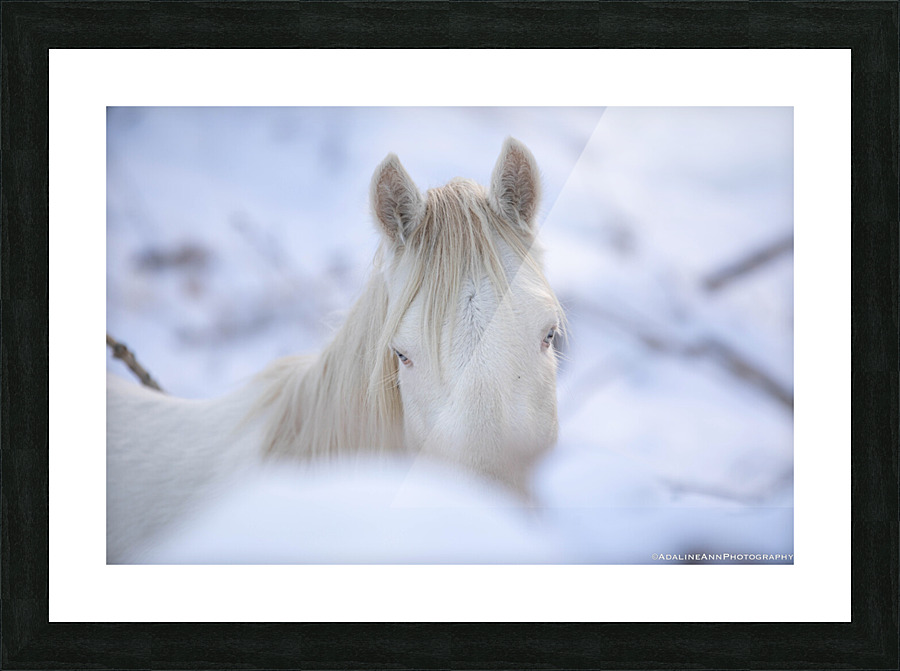 G56A7835 Picture Frame print