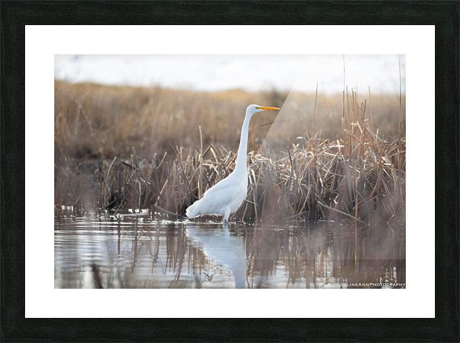 G56A8169 Picture Frame print