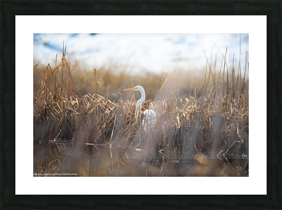 G56A8165 Picture Frame print