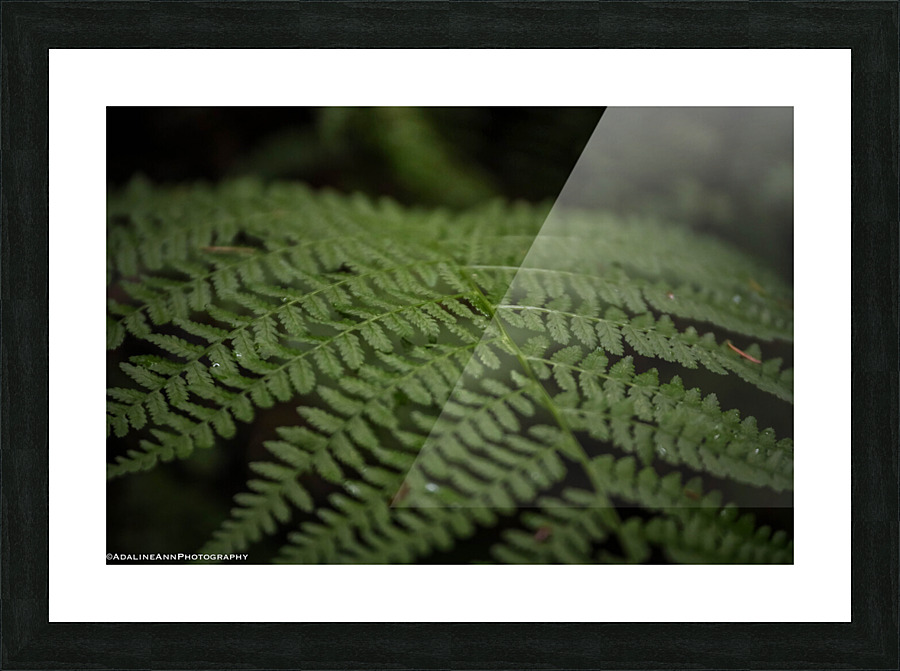G56A5629 Picture Frame print