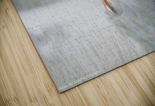 G56A7257 Adaline Ann Photography puzzle