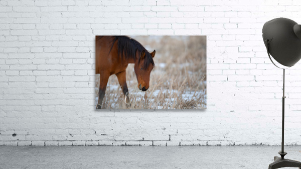 G56A7221 Wall Preview