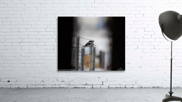 G56A8175 Wall Preview