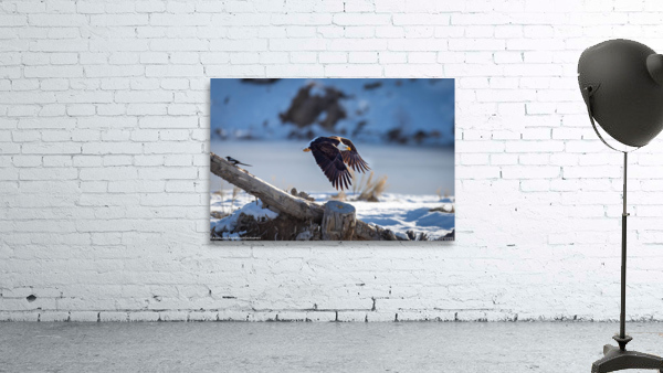 G56A8062 Wall Preview