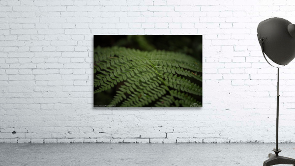 G56A5629 Wall Preview
