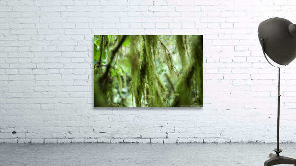G56A5709 Wall Preview