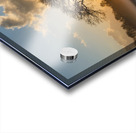 Lone tree Tree Oak Acrylic print