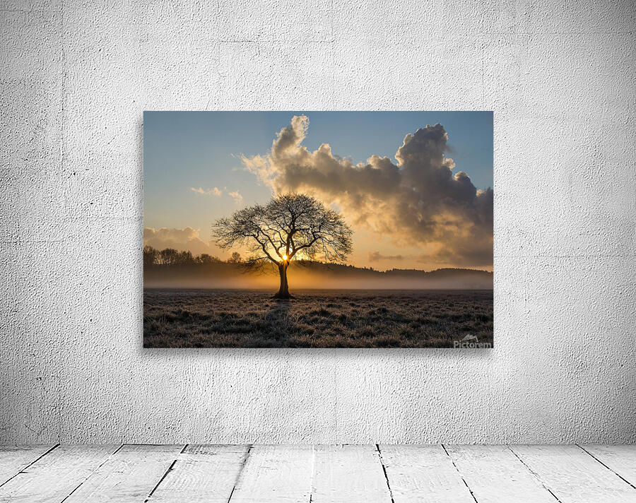 Lone tree Tree Oak Wall Preview