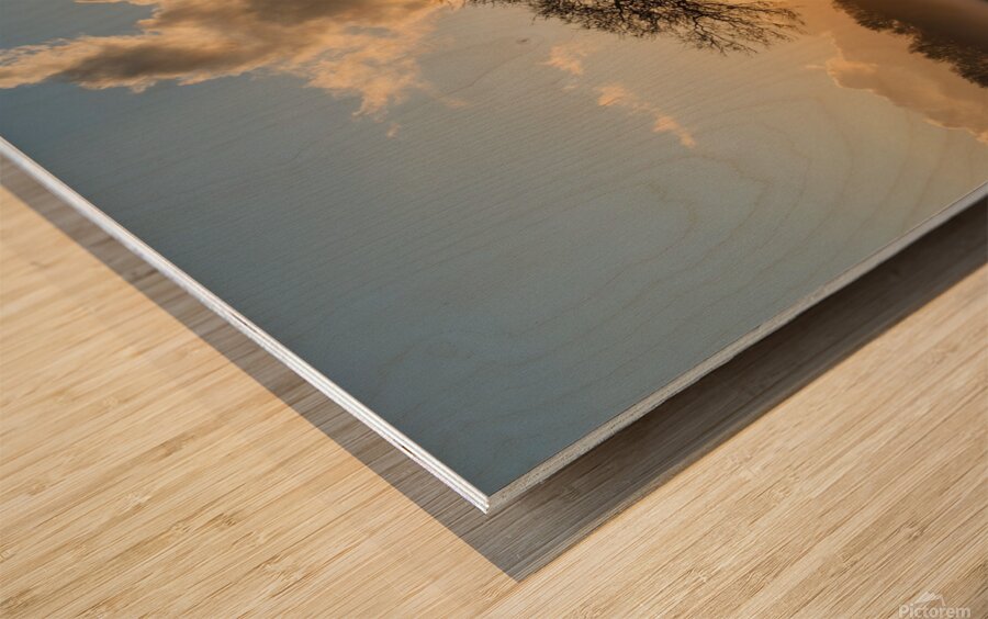 Lone tree Tree Oak Wood print