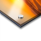  Camel walking on the sand Acrylic print