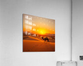  Camel walking on the sand Acrylic Print