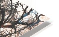 winter tree no 2 HD Metal print