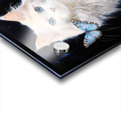 Cat on  blue Acrylic print