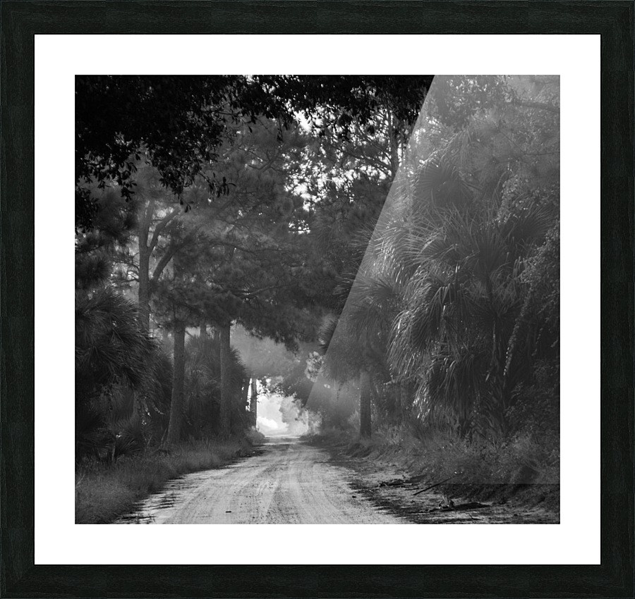 Tree Tunnel Picture Frame print