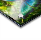 vibrant butterfly Acrylic print