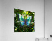 vibrant butterfly Acrylic Print