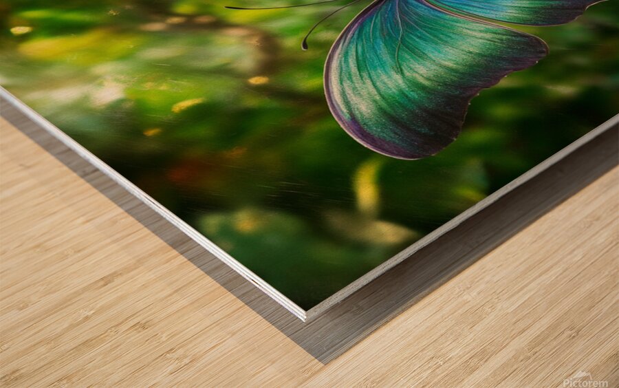 vibrant butterfly Wood print