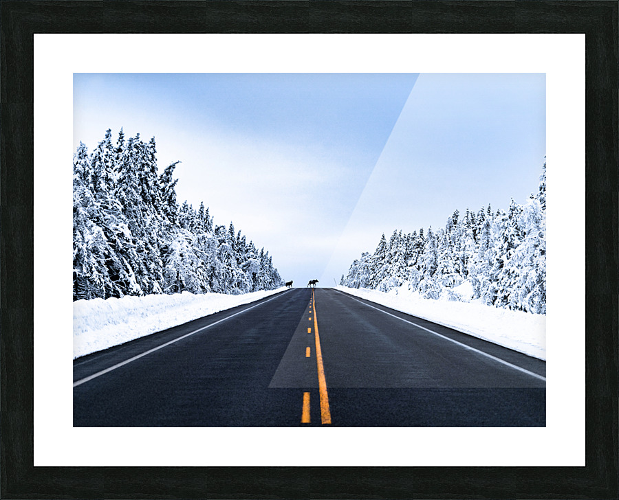 Cape Breton Moose Picture Frame Printing