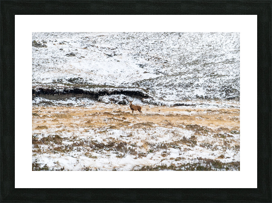 Deer Scotland Picture Frame Printing