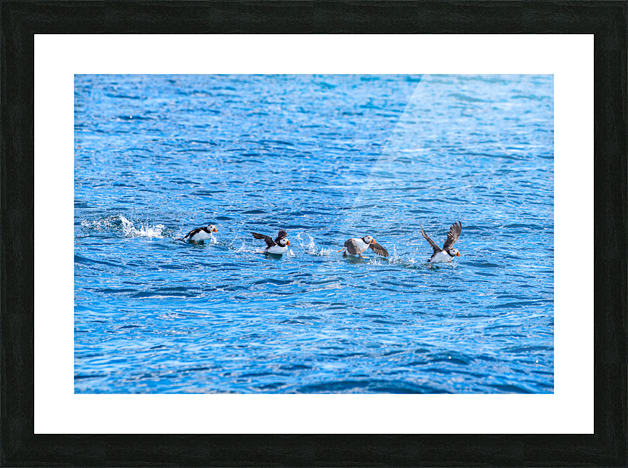 Puffins Picture Frame Printing
