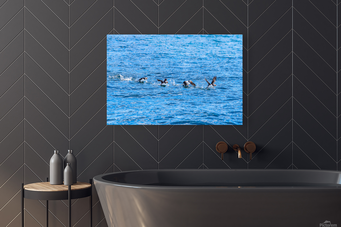 Puffins Reproduction