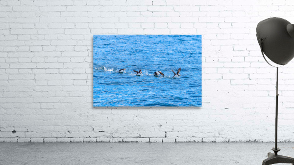 Puffins Wall Preview
