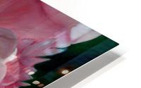 peony HD Metal print