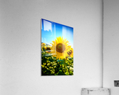 Sunflower Acrylic Print