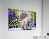 Looking for me Acrylic Print