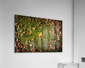 Maple leaf in autumn Acrylic Print