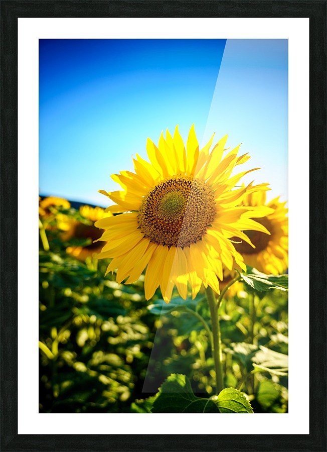 Sunflower Picture Frame print