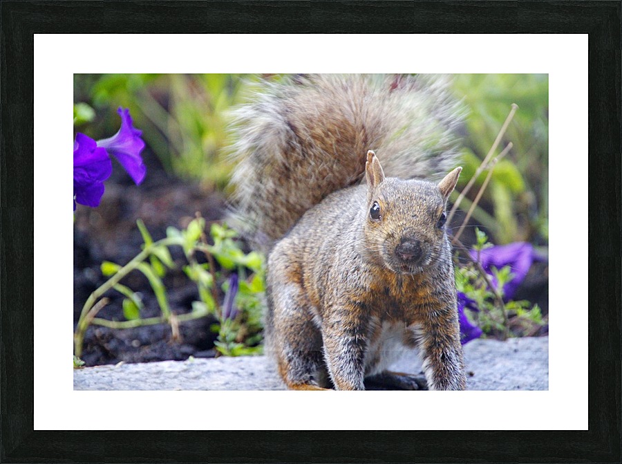 Looking for me Picture Frame print